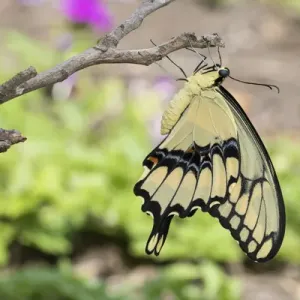 Giant Swallowtail Butterfly Print Giant Swallowtail Butterfly Print