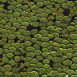 Giant Water Lily (Victoria amazonica) Savanna Rurununi GUYANA South America