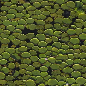 Giant Water Lily Print - Victoria amazonica in Rupununi Savanna, Guyana