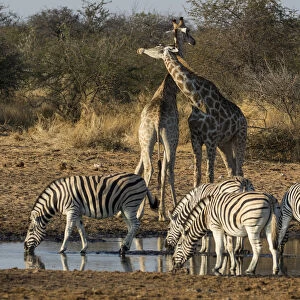 Giraffes and zebras at waterhole, Etosha National Park