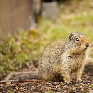Glacier National Park, Montana, USA. Columbian ground squirrel
