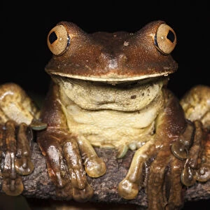 Gladiator Frog (Hypsiboas boans) CAPTIVE Choco Region of northwest Ecuador