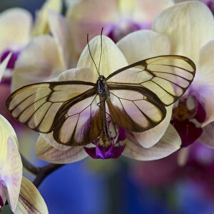 Glasswing Butterfly, Godyris duilia