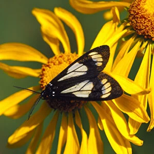 Gnophaela vermiculata butterfly on Rudbeckia in Kebler Pass