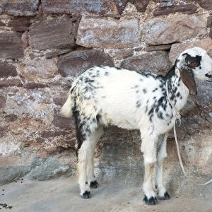 Goat, Jodhpur, Rajasthan, India