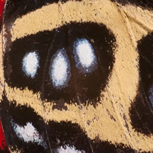 Godarts Numberwing butterfly wing detail (Callicore pygas) Yasuni National Park