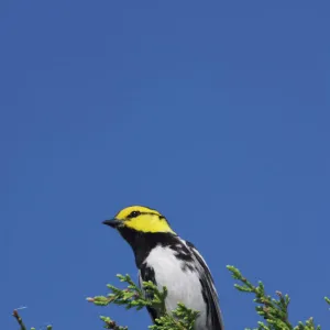 Golden-cheeked Warbler, Dendroica chrysoparia, male on Mountain Cedar (Juniperus ashei)