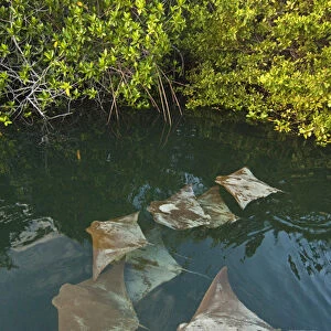 Golden Cownose Rays (Rhinoptera steindachneri) Santa Cruz Island, GALAPAGOS ISLANDS