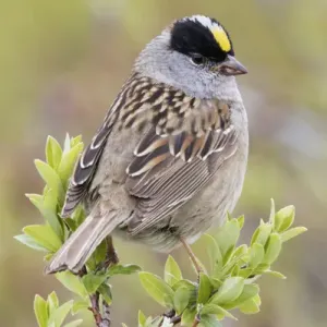 Golden-crowned Sparrow Print Golden-crowned Sparrow Print