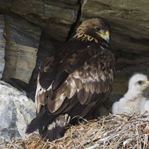 Golden Eagle with chick