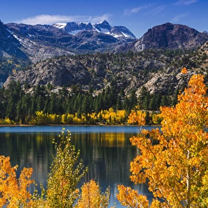 Golden fall aspen at June Lake, Inyo National Forest, Sierra Nevada Mountains, California