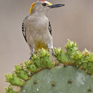 Golden-fronted Woodpecker (Melanerpes aurifrons) adult male perched on prickly pear