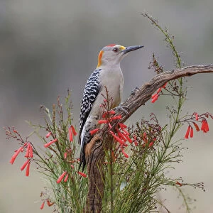 Golden fronted woodpecker, Rio Grande Valley, Texas