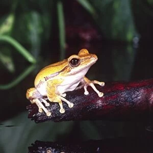 Golden Glidiing Frog, Rhacophorus (Polypedates) leucomystax, Native to Phillipines