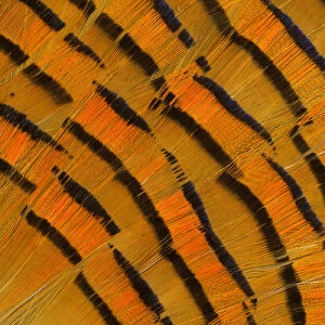 Golden Pheasant feather fan design