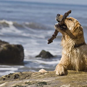 Two Golden Retrievers playing with a stick at a beach