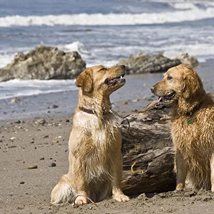Two Golden Retrievers sitting together on a beach in California