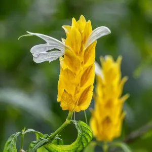 Golden Shrimp Plant Print Golden Shrimp Plant Print