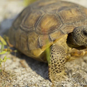 Gopher Tortoise, Gopherus polyphemus, wiregrass community, central Florida