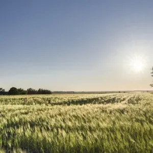 Grainfield in the Usedomer Schweiz on the island of Usedom Grainfield in the Usedomer Schweiz on the island of Usedom