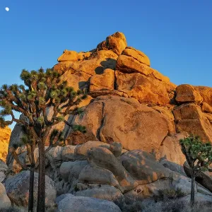 Granite boulders and Joshua trees in Joshua Tree National Park, California, USA Granite boulders and Joshua trees in Joshua Tree National Park, California, USA