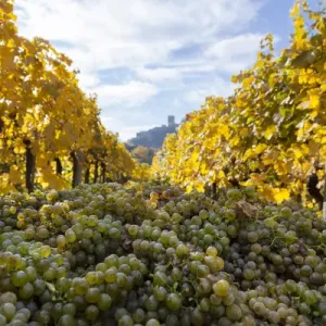 Grape Harvest by traditional hand picking in the Wachau area of Austria Grape Harvest by traditional hand picking in the Wachau area of Austria