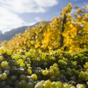 Grape Harvest Print in Wachau, Austria