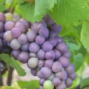 Grapes on vine, Anyelas Vineyard, Skaneateles, New York, USA Grapes on vine, Anyelas Vineyard, Skaneateles, New York, USA