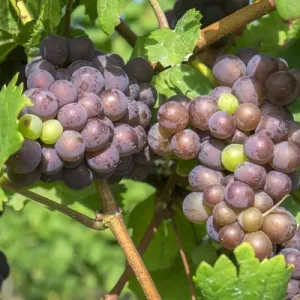 Grapes on vine, Anyelas Vineyard, Skaneateles, New York, USA Grapes on vine, Anyelas Vineyard, Skaneateles, New York, USA