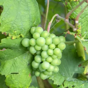 Grapes on vine, Anyelas Vineyard, Skaneateles, New York, USA Grapes on vine, Anyelas Vineyard, Skaneateles, New York, USA