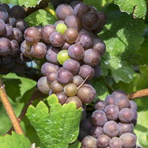 Grapes on vine, Anyelas Vineyard, Skaneateles, New York, USA