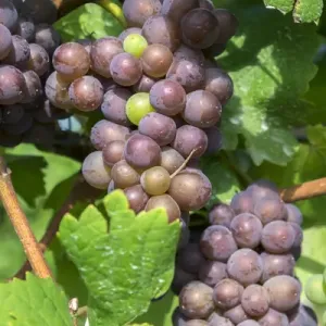 Grapes on vine, Anyelas Vineyard, Skaneateles, New York, USA Grapes on vine, Anyelas Vineyard, Skaneateles, New York, USA