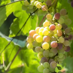 Grapevine Print, Corfu Island, Greece Grapevine Print, Corfu Island, Greece