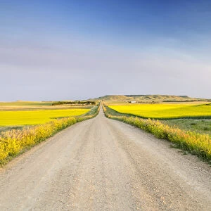 Gravel road to West Rainy Butte and flowering canola near New England, North Dakota, USA