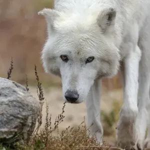 Gray / Grey Wolf during a rain storm, Canis lupus, West Yellowstone, Montana, controlled