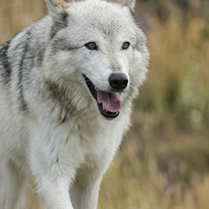 Gray / Grey Wolf running in a fall drizzle, Canis lupus, West Yellowstone, Montana
