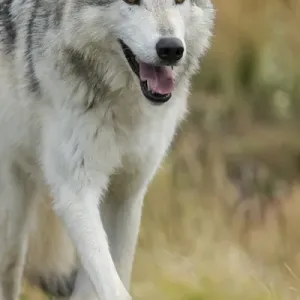 Gray / Grey Wolf running in a fall drizzle, Canis lupus, West Yellowstone, Montana