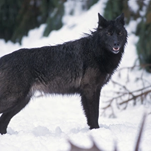 gray wolf, Canis lupus, female with a black coat in the foothills of the Takshanuk mountains