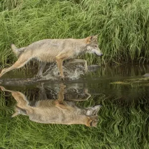 Gray Wolf running through water, Canis lupus (Controlled Situation) Minnesota