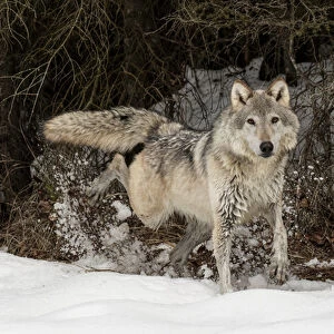 Gray Wolf or Timber Wolf marking territory in winter, (Captive Situation) Canis lupis