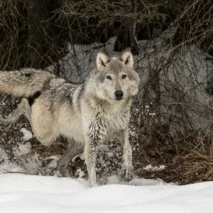 Gray Wolf Print, Captive Winter Marking Gray Wolf Print, Captive Winter Marking