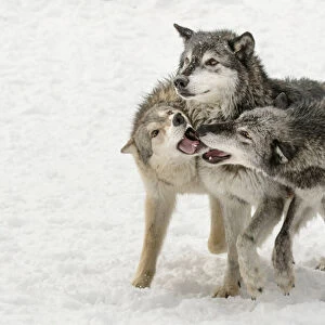 Gray Wolf or Timber Wolf, pack behavior in winter, (Captive Situation) Canis lupis