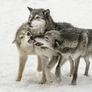 Gray Wolf Pack Behavior Print, Winter Scene in Captivity Gray Wolf Pack Behavior Print, Winter Scene in Captivity