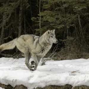Gray Wolf Print on Snow, Captive Situation Gray Wolf Print on Snow, Captive Situation