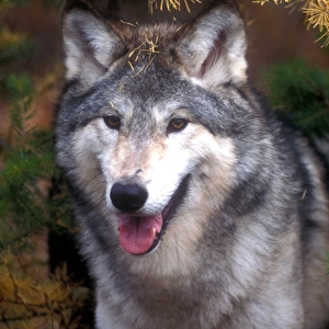 Gray wolf under a tree