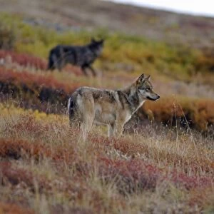 gray wolves, Canis lupus, looking for prey on fall tundra in Denali National Park
