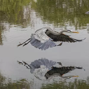 Great blue heron flying with reflection, Merritt Island National Wildlife Refuge, Florida