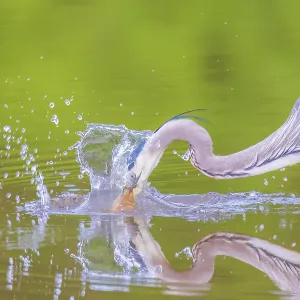 Great blue heron hunting crayfish in wetland, Marion County, Illinois Great blue heron hunting crayfish in wetland, Marion County, Illinois
