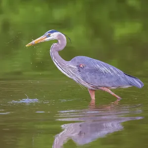 Great blue heron hunting crayfish in wetland, Marion County, Illinois Great blue heron hunting crayfish in wetland, Marion County, Illinois