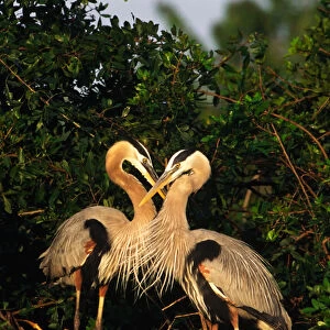 Great Blue Heron pair on nest in early morning light. USA, Florida, Venice